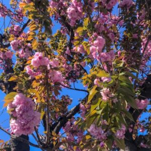 Japanese flowering cherry (Prunus Serrulata ‘Kanzan’) 36L Pot