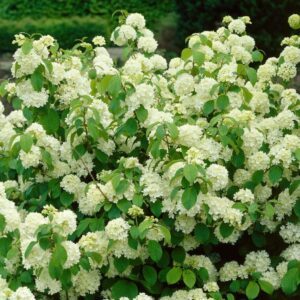 Viburnum Opulus (Guelder-rose)