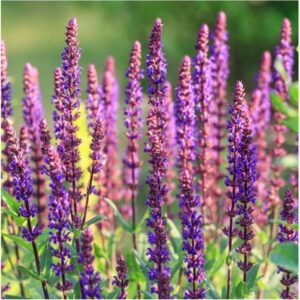 Salvia Nemorosa ‘Caradonna Pink’ 2L Pot