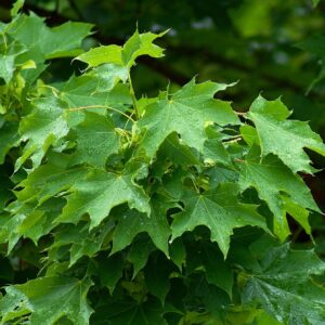 Norway Maple (Acer Platanoides)