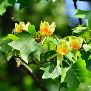 Liriodendron Tulipifera (Tulip Tree)