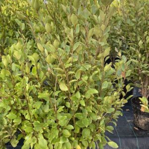 Grisellinia Littoralis - 7.5L 100-120cm