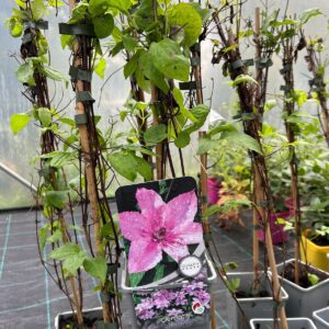 Clematis Hagley Hybrid