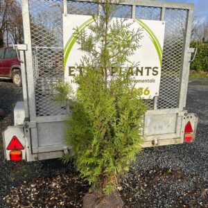 Thuja Plicata Atrovirens (Western Red Cedar)