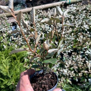 Elaeagnus x Ebbingei - P9 10-15cm