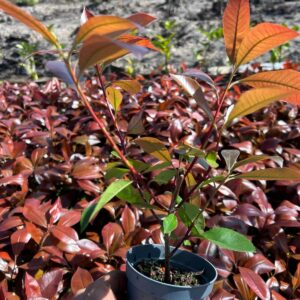Photinia Red Robin - P9 10-20cm