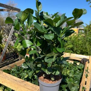 Laurel Etna in 3L Pot