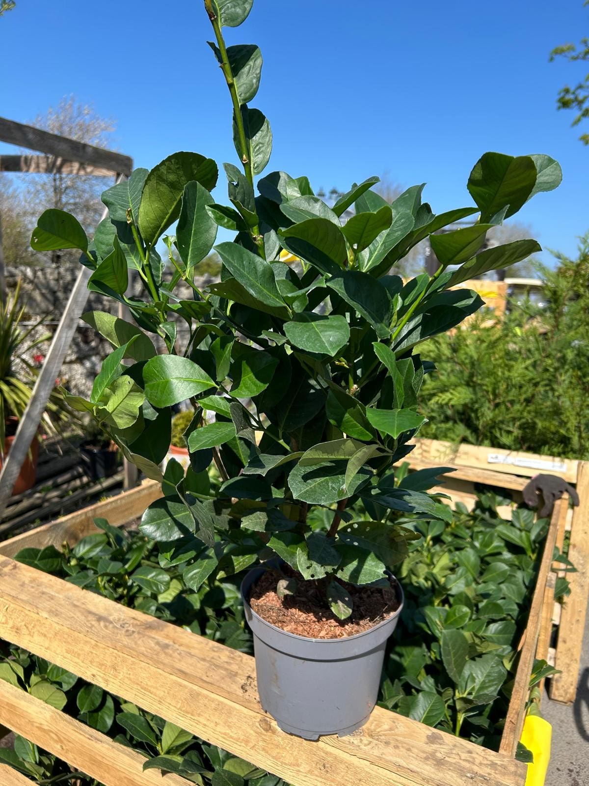Laurel Etna in 3L Pot