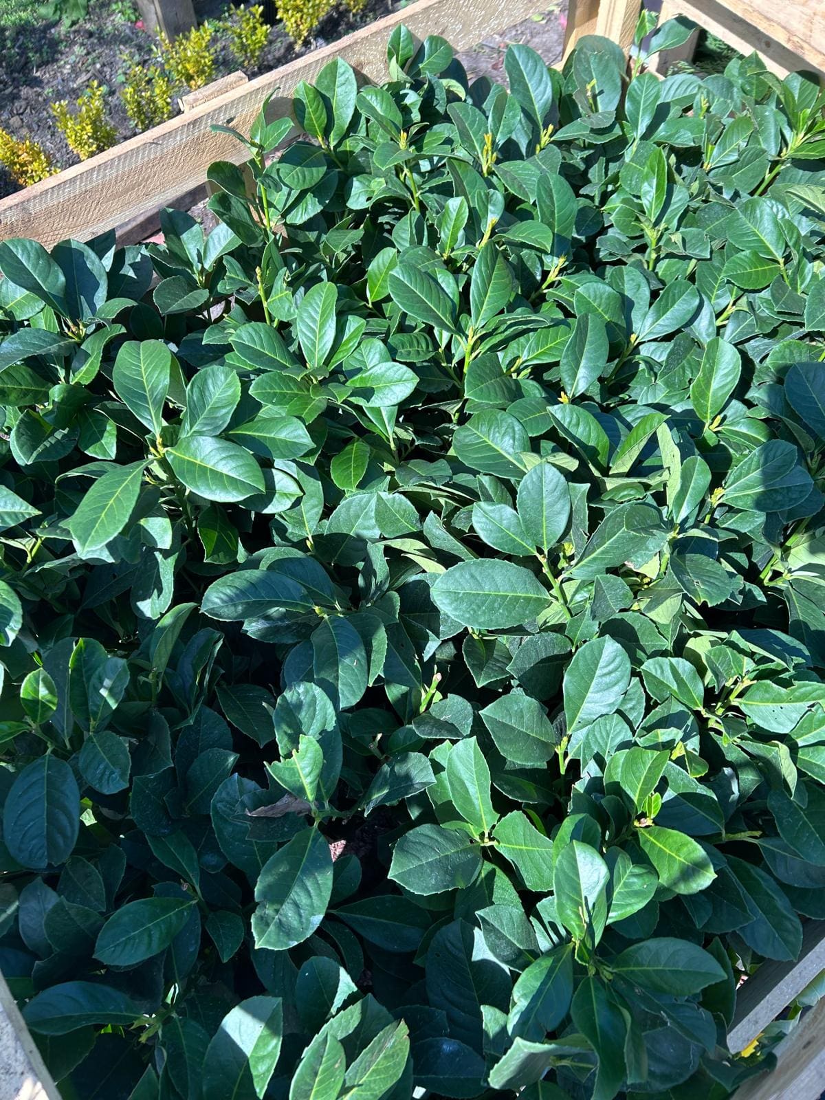 Laurel Etna in 3L Pot - Image 2