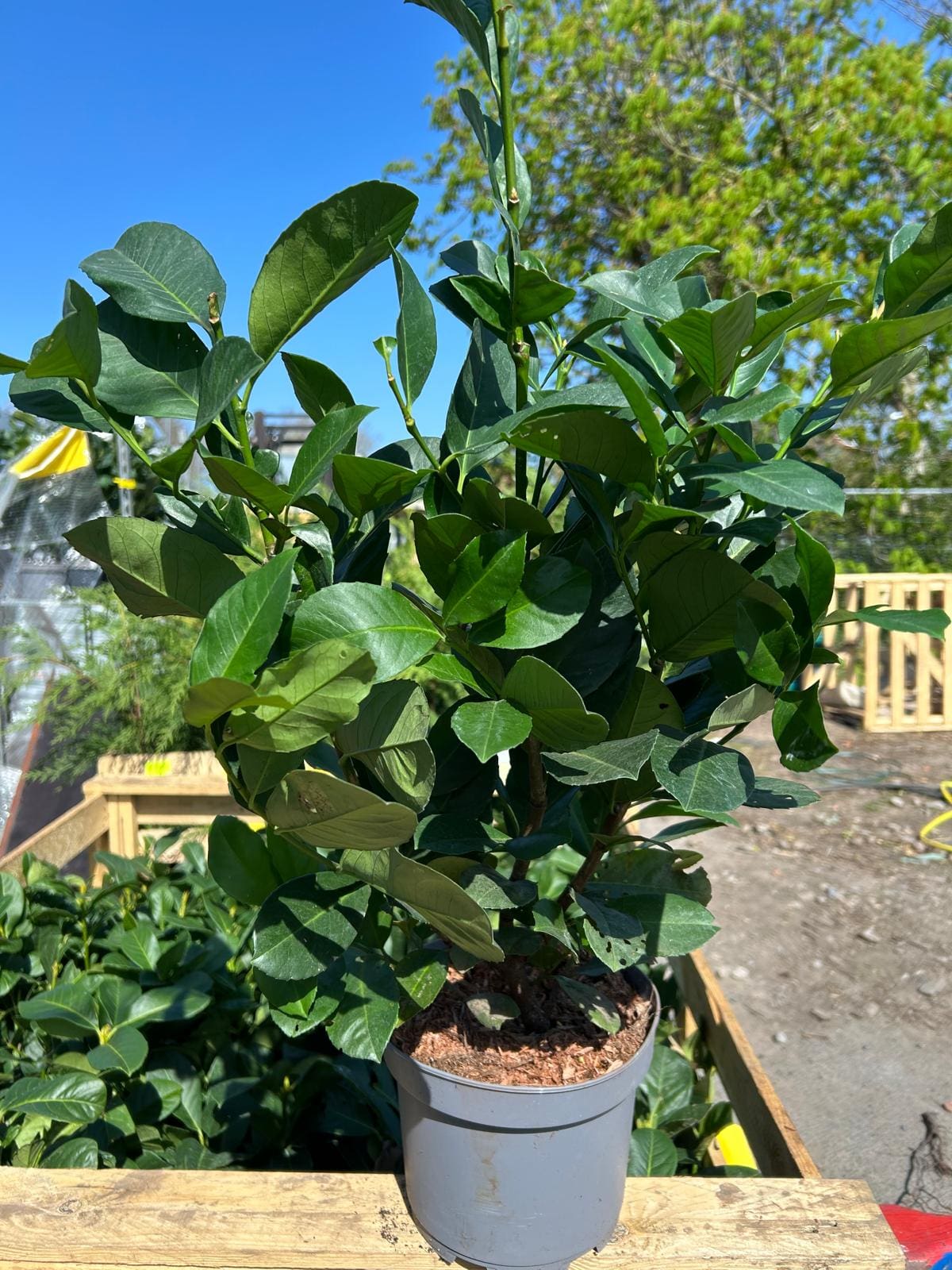 Laurel Etna in 3L Pot - Image 3