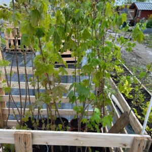 Acer Platanoides - Norway Maple