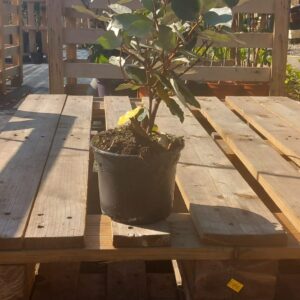 Elaeagnus x Ebbingei