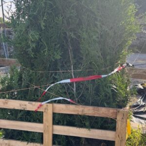 Thuja Plicata Atrovirens (Western Red Cedar)