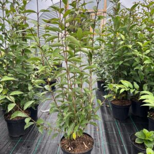 Ligustrum vulgare (Common Privet)