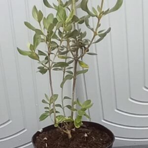 Olearia Vanutthei (Daisy Bush)