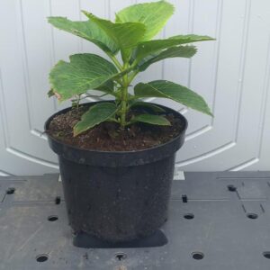 Hydrangea M. ‘Red Baron’ 2L Pot
