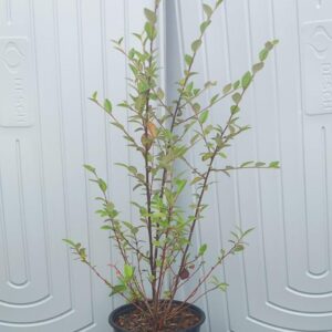Cotoneaster Franchetii 3L Pot
