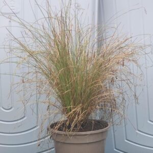 Carex Amazon Mist 2L pot