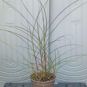 Miscanthus sinensis 'Gracillimus'