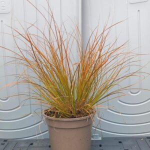 Carex Testacea 'Prairie Fire' 2L Pot