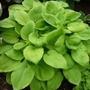 Hosta 'August Moon' 2L Pot