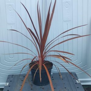 Cordyline australis ‘Red Star’