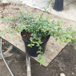 Cotoneaster Coral Beauty