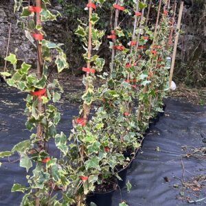 Ivy 'GoldChild' (Hedera Helix) - 2L Pot