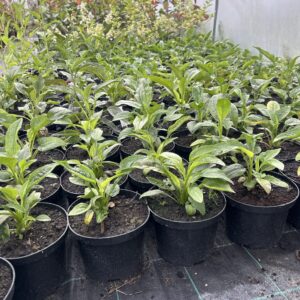 Echinacea Purpurea ‘Alba’ 2L Pot