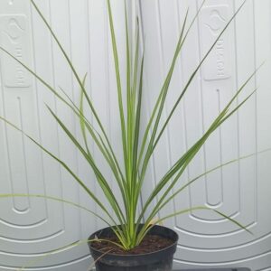 Cordyline australis ‘Atlantic Green’