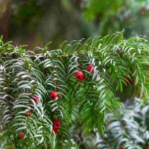 Taxus Baccata (Common Yew)