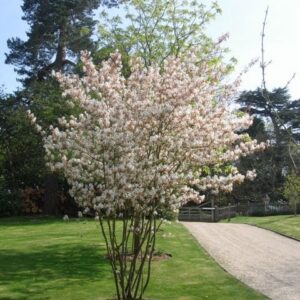 Amelanchier lamarckii 15L Pot