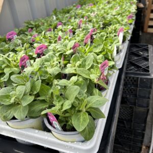 Trailing Petunia's Mix