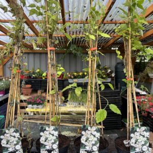 Clematis Montana Grandiflora