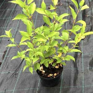 Hydrangea pan. 'Kyushu'