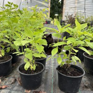 Hydrangea ‘Annabelle’ 2L Pot