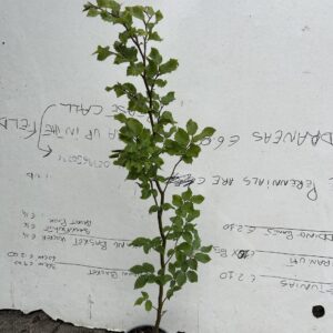Beech Green (Fagus Sylvatica)