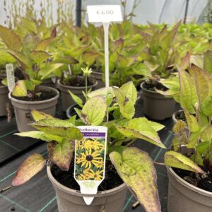 Rudbeckia Fulgida Deamii 2L Pot