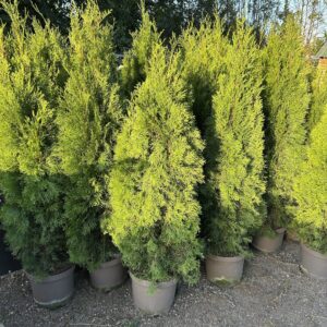 Thuja Occidentalis Smaragd 10L Pot