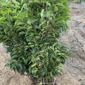 Portuguese Laurel 40-60