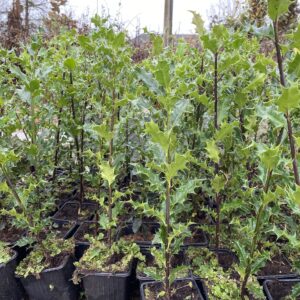 Ilex Aquifolium (Common Holly)