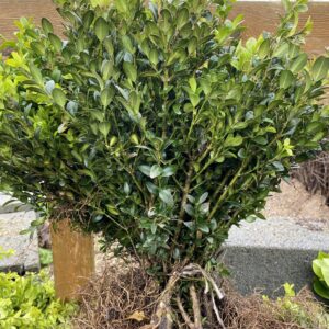 Buxus Sempervirens (Common Boxwood) 30/40cm