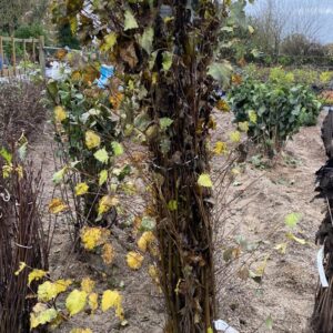 Silver Birch (Betula Pendula)