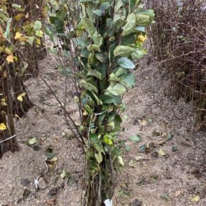 Crab Apple Malus Sylvestris