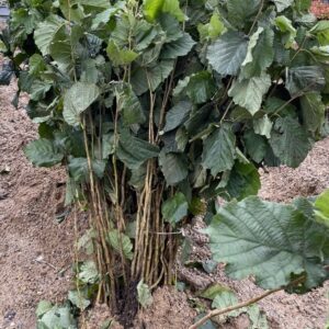Hazelnut (Corylus Avellana)