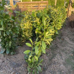 Laurel 'Novita' Bareroot