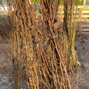 Black Alder (Alnus Glutinosa)