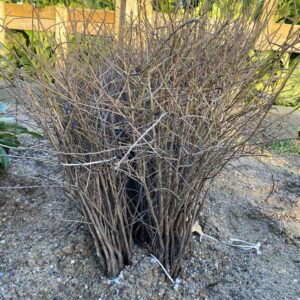 BlackThorn (Prunus Spinosa) 40-60cm