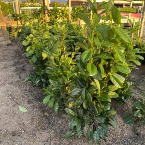 Common Laurel (Cherry Laurel) Bareroot