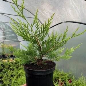 Leylandii Cypress 'Castlewellan Gold' 3L Pot